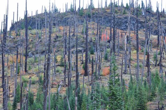 Mais de 30 anos depois, as árvores mortas pela erupção do Santa Helena continuam de pé (estado de Washington, oeste dos Estados Unidos)!